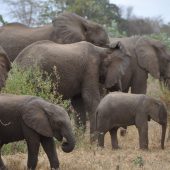  Lake Manyara, TZ